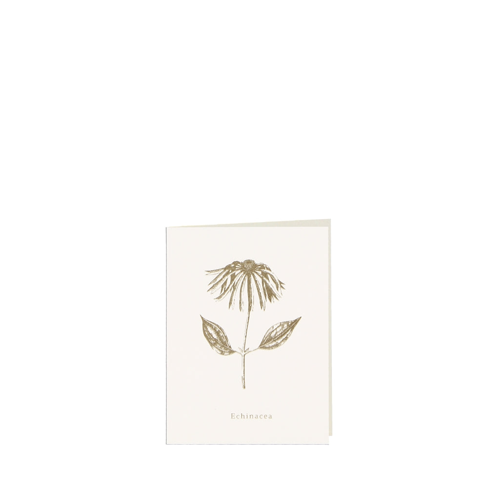 Grußkarte ECHINACEA-small (9 x 12 )