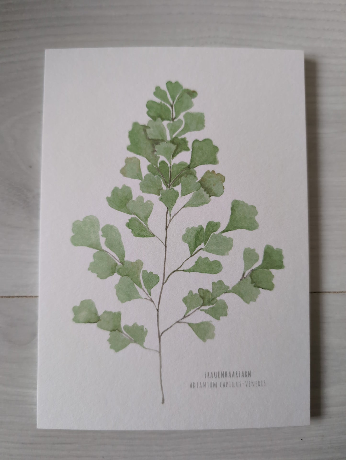 Postkarte "Adiantum Capillus-Veneris"