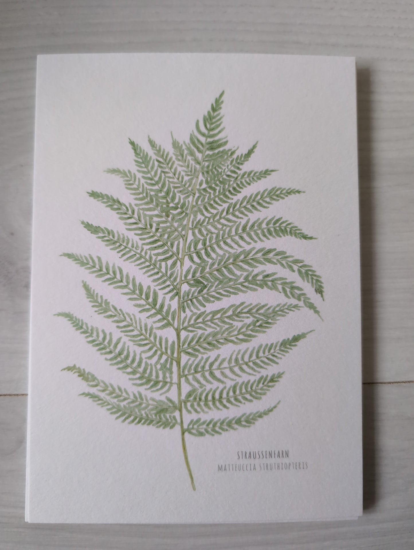 Postkarte "Matteuccia Struthiopteris"