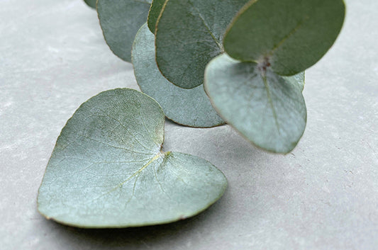Eucalyptus