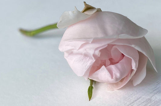 Rose White (wird zu WHITE NO. 5)