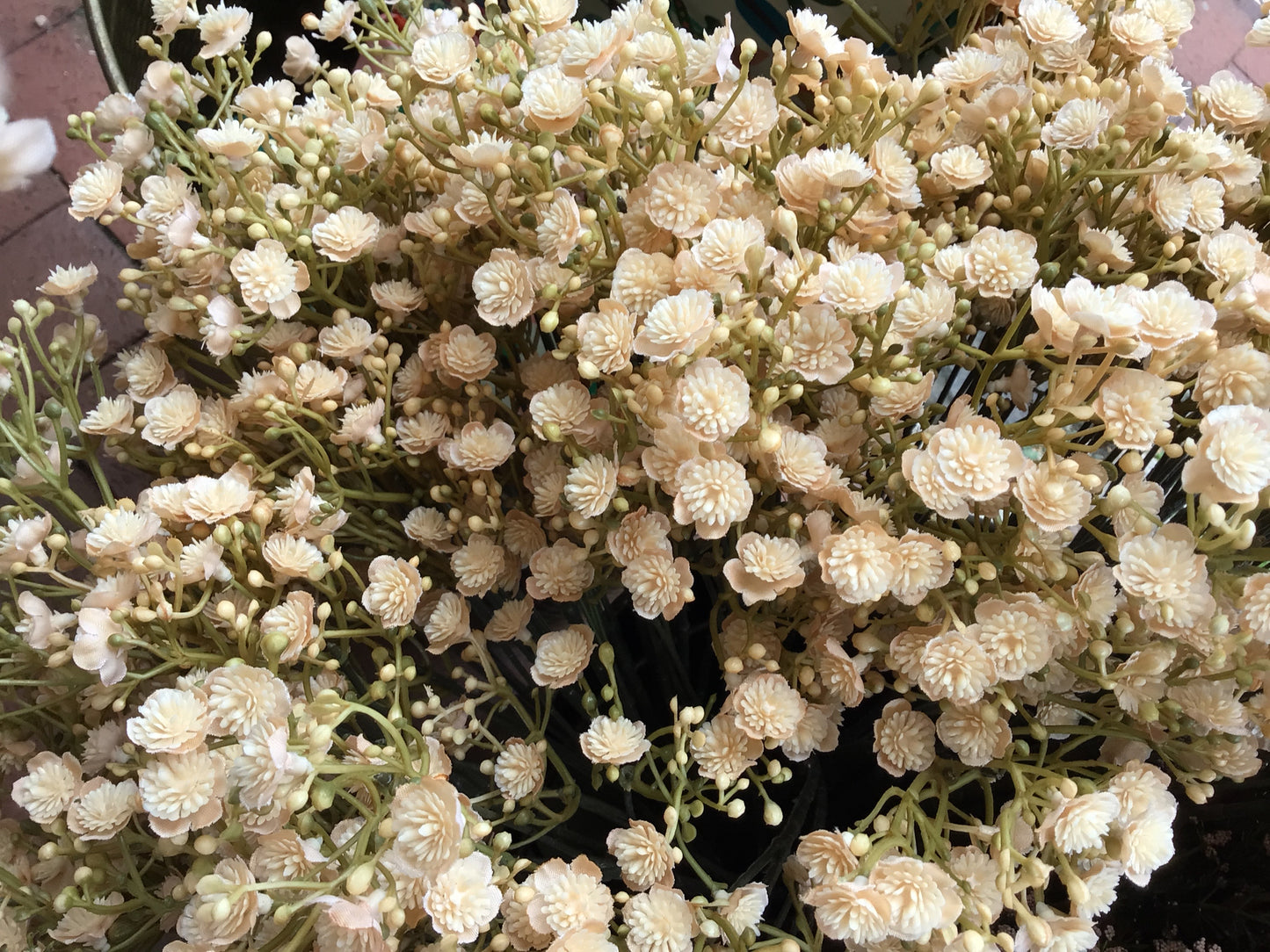 Gypsophilia Creme