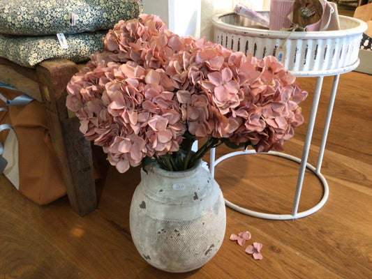 Hortensie Rosa