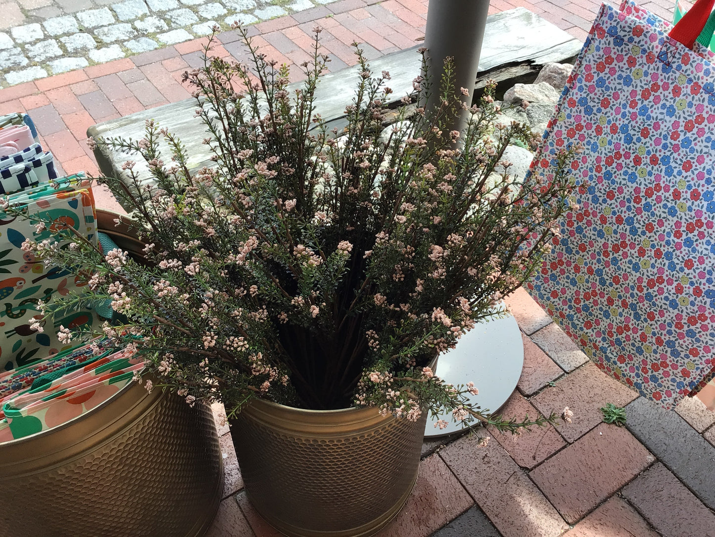Kräuterblüte Lichtrose
