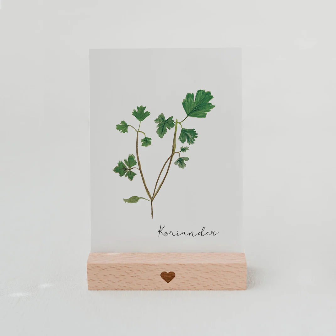 Postkarte Koriander