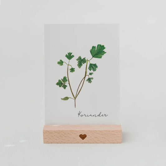 Postkarte Koriander