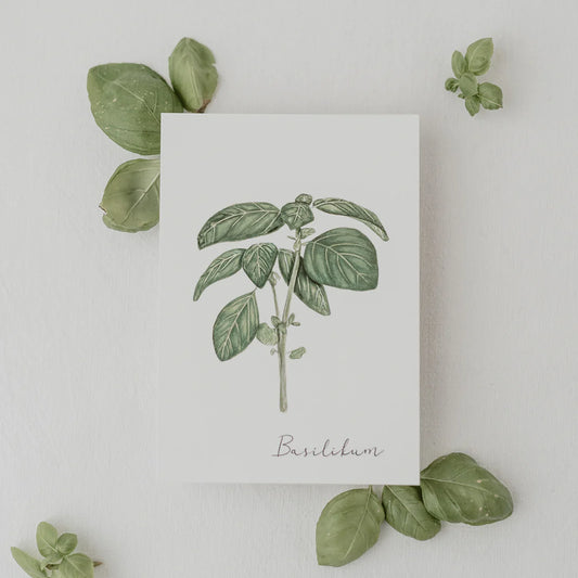 Postkarte Basilikum