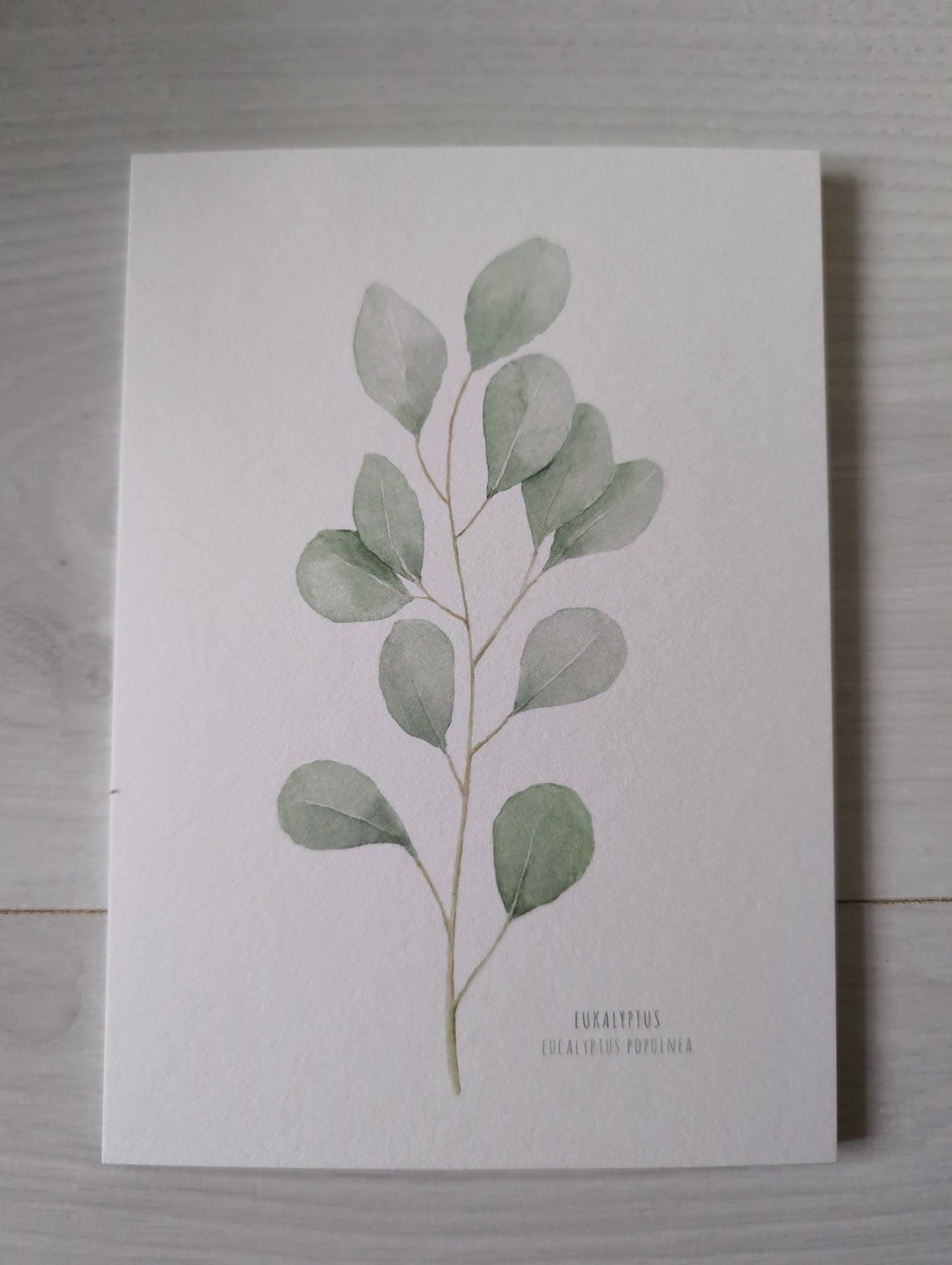 Postkarte "Eucalyptus Populnea"