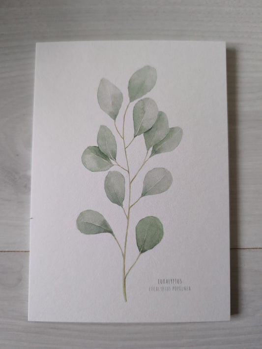 Postkarte "Eucalyptus Populnea"