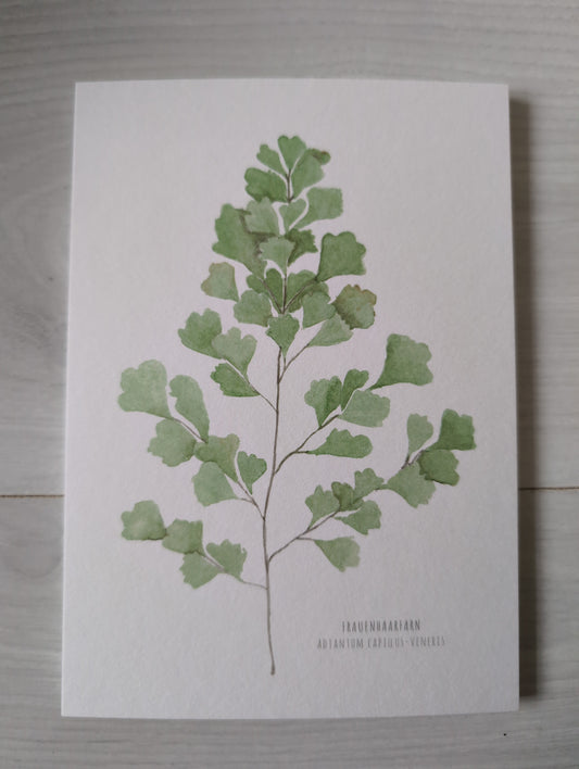 Postkarte "Adiantum Capillus-Veneris"