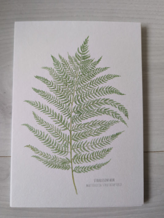 Postkarte "Matteuccia Struthiopteris"