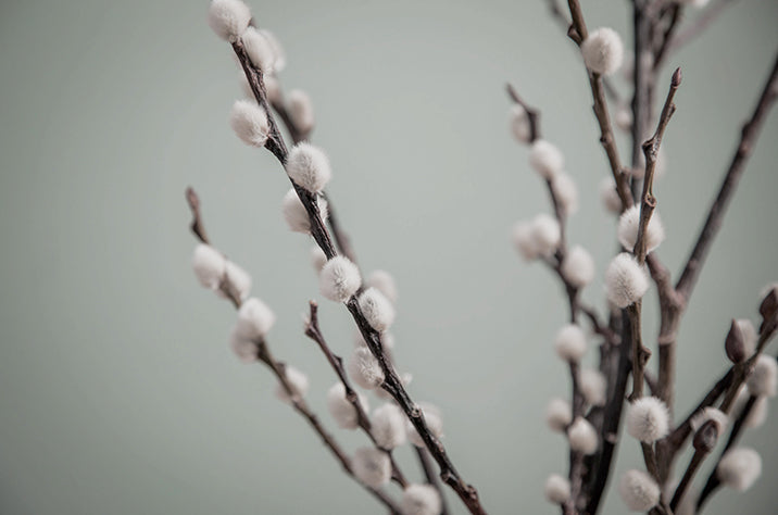 Salix