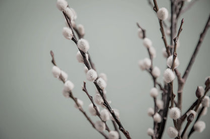 Salix